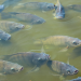Tilapia. | Fuente externa.