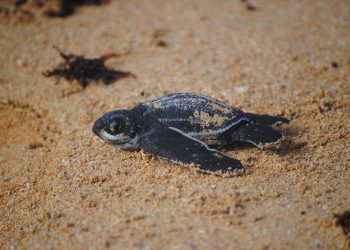 Tortuga - Fuente externa.