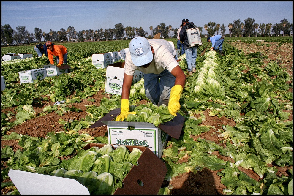 trabajadores agricultura
