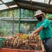 El proyecto “Un futuro para la Sierra”, es un trabajo en conjunto con La Loma Macadamia, el Consorcio Ambiental Dominicano y el sector privado para disminuir la degradación ambiental de la Sierra, un ejemplo de cómo las alianzas público-privadas son una estrategia favorable para la preservación de la biodiversidad.