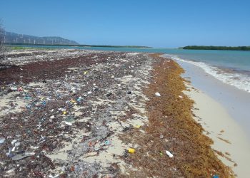 La información está contenida en un artículo publicado por Rodeiro y su grupo este año en la revista científica de la editorial Springer-Nature, “Journal of Applied Phycology”. - Fuente externa.