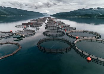 En 2020, 58.5 millones de personas trabajó en el sector, según FAO. | Fuente externa