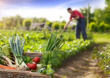 El IICA ha desempeñado durante mucho tiempo un papel fundamental en el fortalecimiento de los sistemas agrícolas del Caribe.