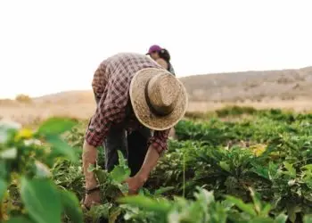 La productividad laboral agropecuaria ha crecido a un ritmo del 7.8% anual entre 2016 y 2023, superando a sectores como la industria y el comercio.