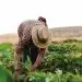 La productividad laboral agropecuaria ha crecido a un ritmo del 7.8% anual entre 2016 y 2023, superando a sectores como la industria y el comercio.