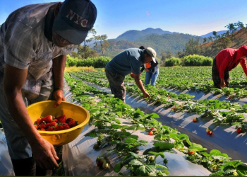 Pequeños productores agrícolas buscan mejorar su acceso a mercados mediante herramientas digitales.