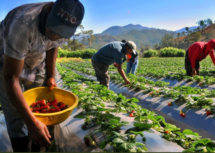 Pequeños productores agrícolas buscan mejorar su acceso a mercados mediante herramientas digitales.