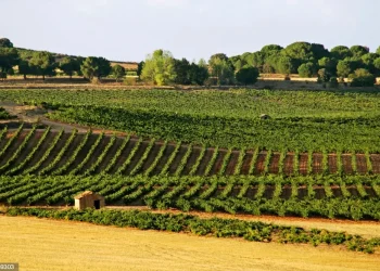 Estos países podrán completar esta ayuda de la UE hasta en un 200% con fondos nacionales.