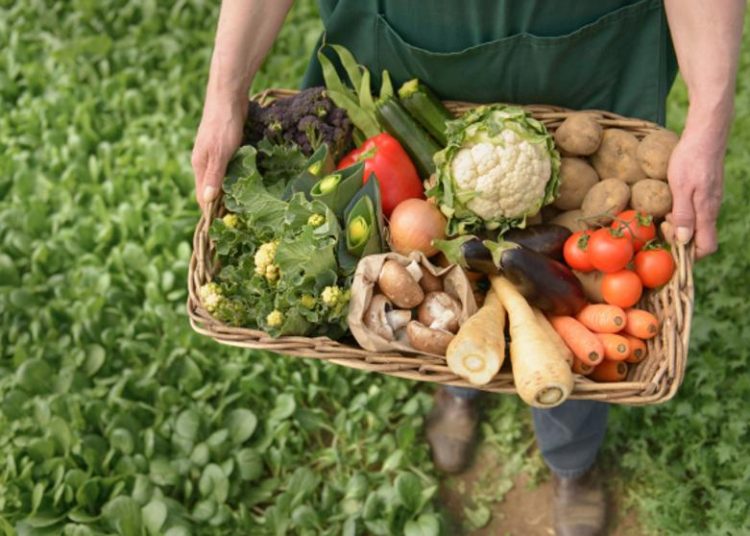 La ocupación en la agricultura y la ganadería era en 2016 de 380,506, pasando a en 2021 a 364,933, para una disminución del 4%. Fuente externa.