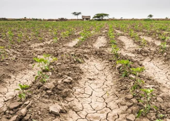 Un análisis del gasto público en agricultura muestra que el país destina solo el 10% de su presupuesto sectorial a investigación, asistencia técnica y sanidad, mientras que el 20% se concentra en apoyo directo a productores.