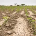 Un análisis del gasto público en agricultura muestra que el país destina solo el 10% de su presupuesto sectorial a investigación, asistencia técnica y sanidad, mientras que el 20% se concentra en apoyo directo a productores.