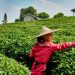 En paralelo casi se duplicó el dinero aportado para los consumidores de productos agrícolas. | Fuente externa.