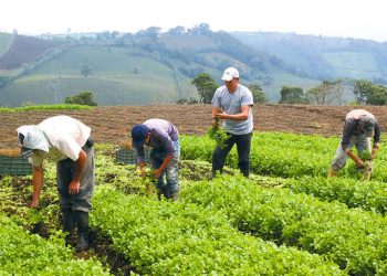 Los trabajadores del agro perciben un salario nominal promedio mensual de RD$24,981.