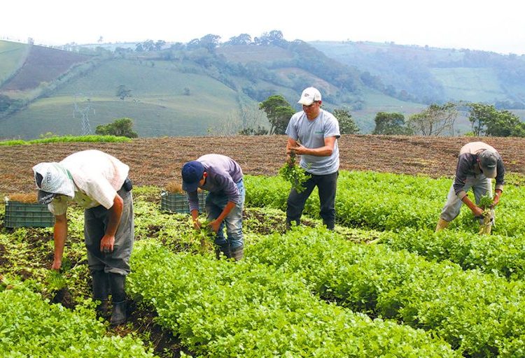 Los trabajadores del agro perciben un salario nominal promedio mensual de RD$24,981.