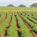 El plan estratégico fue elaborado por comité de cogestión entre el FEDA, Universidad Agroforestal Fernando Arturo de Meriño Uafam, el Instituto Mundial del Bambú y el Ratán, Imbar, entre otros.
