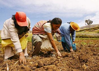 El Plan Nacional de Agricultura Familiar se está actualizando con el objetivo de impulsar las actividades agrícolas familiares, mejorar la seguridad alimentaria, promover la inclusión social y territorial, y conservar el medio ambiente a través de prácticas sostenibles.