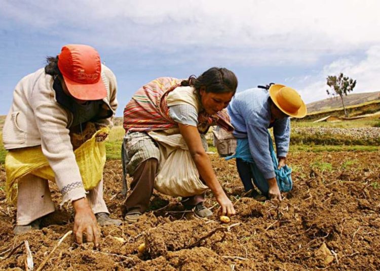 El Plan Nacional de Agricultura Familiar se está actualizando con el objetivo de impulsar las actividades agrícolas familiares, mejorar la seguridad alimentaria, promover la inclusión social y territorial, y conservar el medio ambiente a través de prácticas sostenibles.