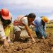 El Plan Nacional de Agricultura Familiar se está actualizando con el objetivo de impulsar las actividades agrícolas familiares, mejorar la seguridad alimentaria, promover la inclusión social y territorial, y conservar el medio ambiente a través de prácticas sostenibles.