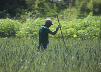 Productor de piña en iniciativa Agroemprende Barrick Gold. | Ronny Cruz.