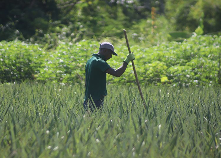 Productor de piña en iniciativa Agroemprende Barrick Gold. | Ronny Cruz.