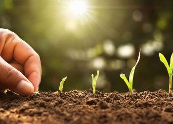 Entre las prácticas agrícolas regenerativas que impulsa PepsiCo Latinoamérica está el uso eficiente del agua, las acciones de conservación del suelo, la utilización de fertilizantes de alta tecnología y con baja huella de carbono. - Fuente externa.