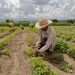 Informe del Instituto Interamericano de Cooperación para la Agricultura pide modernizar las políticas agroalimentarias.