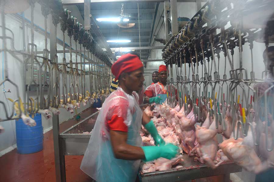 agrocupecuaria avicultura