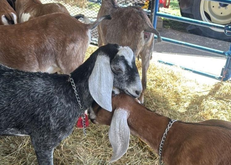 Ganaderos y emprendedores exhiben más de 1,000 animales y productos del campo en la Feria Agropecuaria Nacional 2026.