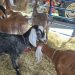 Ganaderos y emprendedores exhiben más de 1,000 animales y productos del campo en la Feria Agropecuaria Nacional 2026.