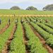 El subsector agrícola fue impulsado por el incremento en la producción de diversos productos clave como maíz, café, plátano, y cacao, entre otros.