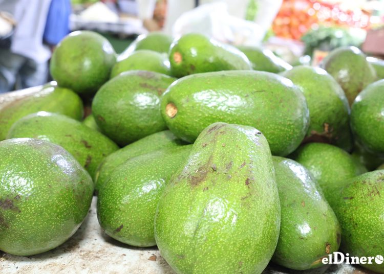 La ONE señala en su informe que en el primer semestre de 2025 se exportaron 35,911.1 toneladas métricas de aguacates, equivalente a un valor de US$44.7 millones.