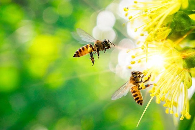 Tanto las abejas melíferas como las avispas sociales construyen nidos formados por "celdas" hexagonales donde crían a sus polluelos y almacenan sus alimentos. - Fuente externa.