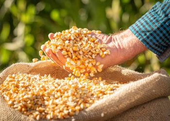 El precio del maíz aumentó por la demanda interna y el índice de precios del arroz disminuyó un 5.6%.