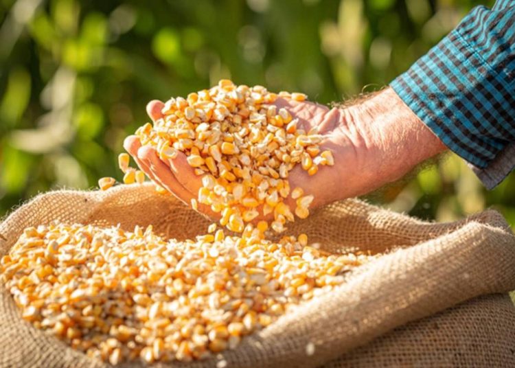 El precio del maíz aumentó por la demanda interna y el índice de precios del arroz disminuyó un 5.6%.