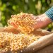 El precio del maíz aumentó por la demanda interna y el índice de precios del arroz disminuyó un 5.6%.