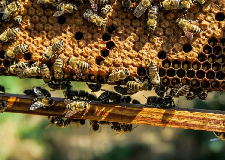 Abejas. | Pixabay.