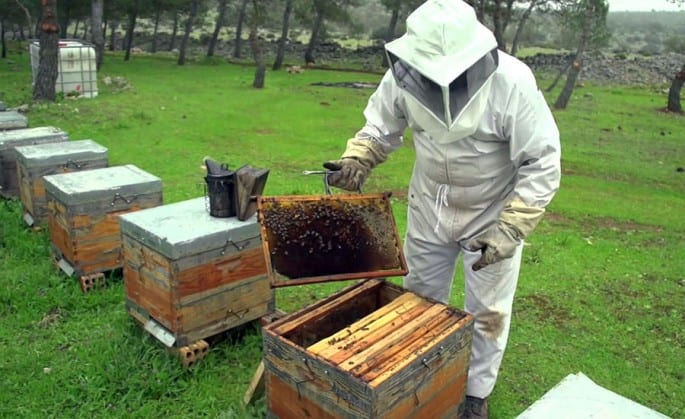 En el país aún se crian abejas con métodos rudimentarios, por lo que el sector debe modernizarse.