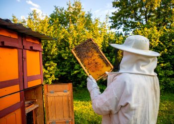 La miel tropical tiende a tener mayor cantidad de polen y humedad, según la FAO.