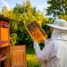 La miel tropical tiende a tener mayor cantidad de polen y humedad, según la FAO.