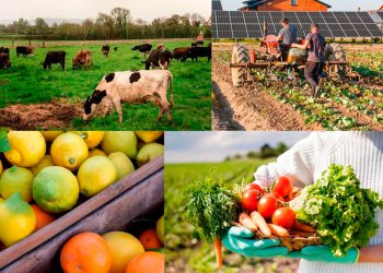Las variedades agropecuarias impulsan el desarrollo rural y reflejan el esfuerzo de los agricultores.