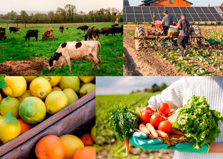 Las variedades agropecuarias impulsan el desarrollo rural y reflejan el esfuerzo de los agricultores.