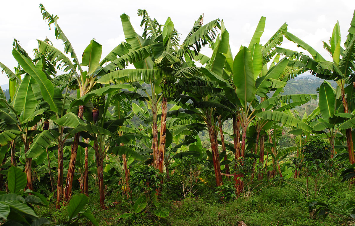 area de cultivo platanos