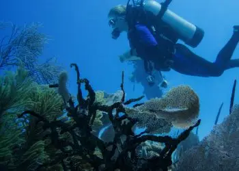 El estudio ofrece la primera evidencia histórica del llamado 'efecto de liberación de depredadores'.