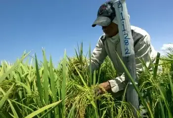 Manuel Amézquita estimó que a través del decreto se protege a los productores nacionales.
