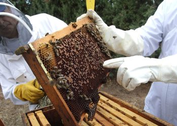 Busca que los apicultores cambien su manera de crianza de barriles a cajas modernas, que les aumenten la productividad y puedan manejar más fácil la cosecha de la miel.
