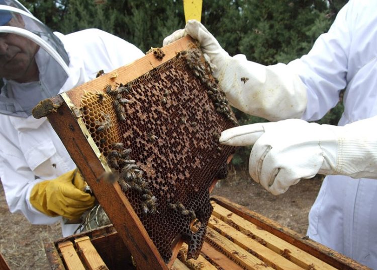 Busca que los apicultores cambien su manera de crianza de barriles a cajas modernas, que les aumenten la productividad y puedan manejar más fácil la cosecha de la miel.