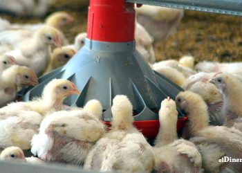 La carne de pollo es vital en la dieta de República Dominicana.