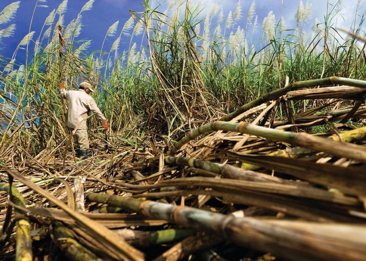 La caída en la cosecha 2024/2025 se dará pese al crecimiento del 3.5% en los cultivos, los cuales tendrán menor rendimiento por los bajos niveles de las precipitaciones y las altas temperaturas registradas en la región Centro-Sur del país, según la fuente.