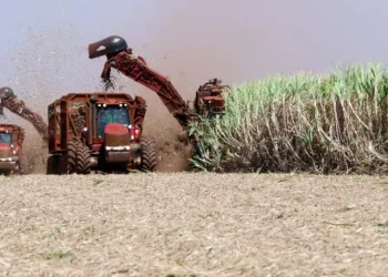 La producción total de etanol de caña de azúcar alcanzará los 27,300 millones de litros, un 8% menos que en la cosecha 2023-2024.