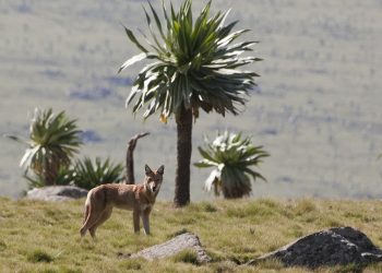 Parque Nacional de las Montañas de Bale. - Fuente externa.